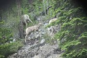 157 - Maligne Canyon, Medicine Lake, Maligne Lake - IMG_1236